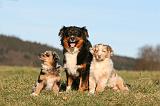 BERGER AUSTRALIEN - ADULT & PUPPY 127